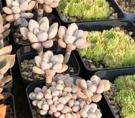 多肉植物 寢室